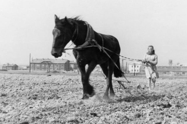 1950 - ���� �������� ��������� "��� ��������"