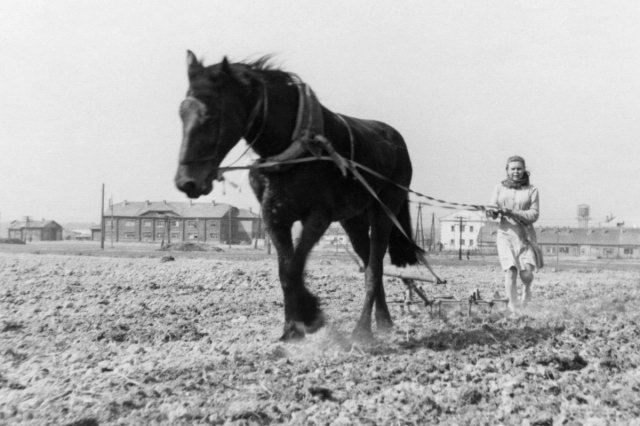 1950 - ������ � ������� ��������� "���� ��������"