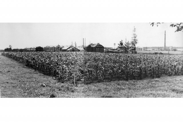 1950 - ������� ��������� "���� ��������"