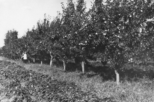 1950 - �������� ���