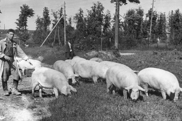 1950 - ���������� ����� ���������� ������ �� ���������� "���� ��������"